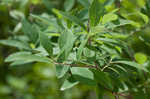 Virginia meadowsweet